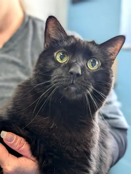 BAGHEERA
