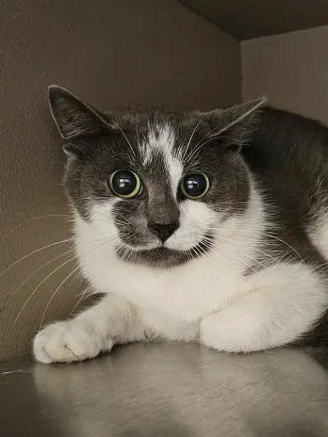 BANJO