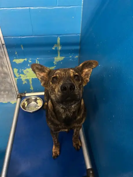 NALA