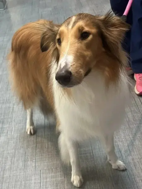 Lassie afoption pending