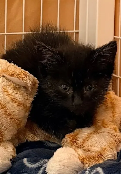 Sabrina (Available 9/25/26)