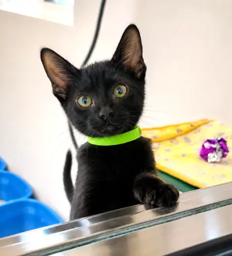 Kitten Xochi
