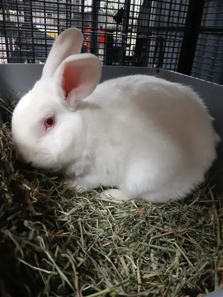 COTTON