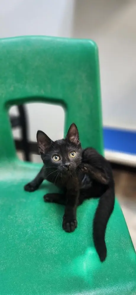 Kitten 27911 (Dot)