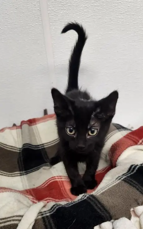 Kitten 27770 (Licorice)