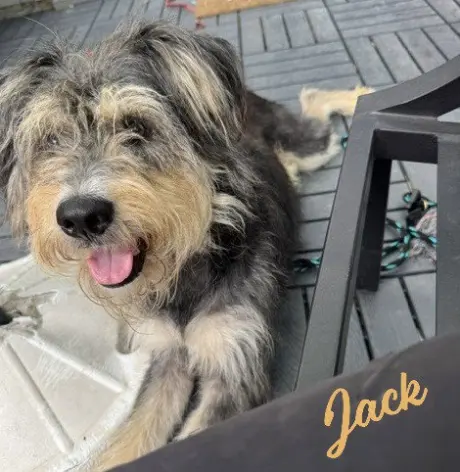 Jack #all-wags-&-grins