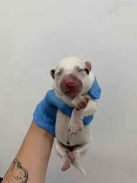 ITSY