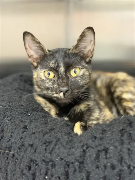 CARAMEL