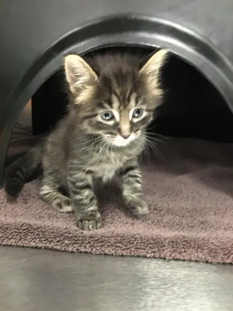 SIMON