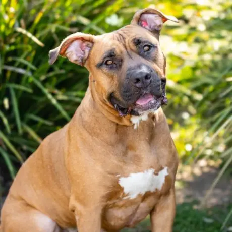 CANELA