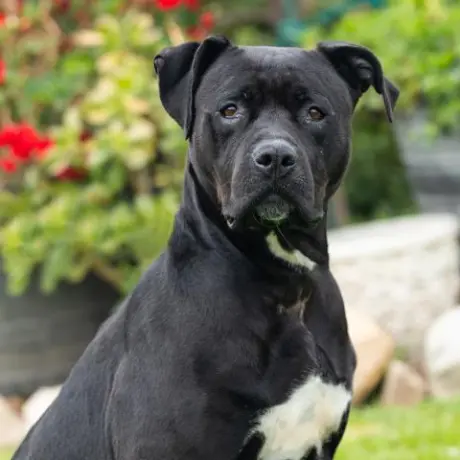 ATHENA