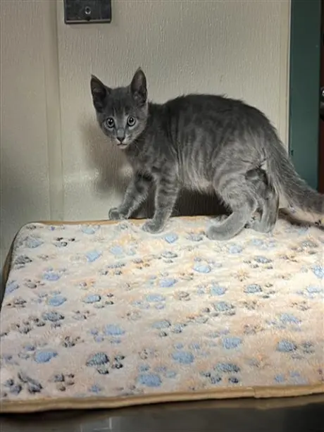SAM