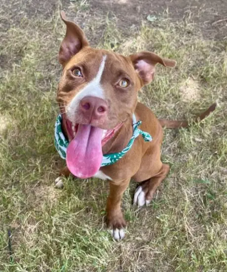 NYLA