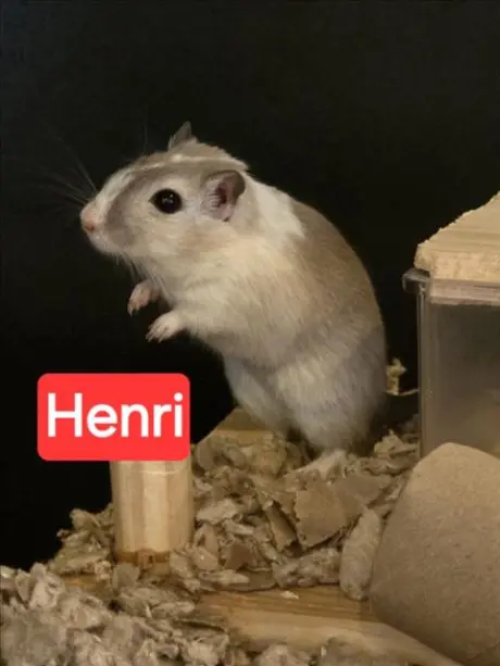 *FUZZY (HENRI)
