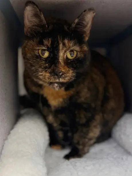 GRETA