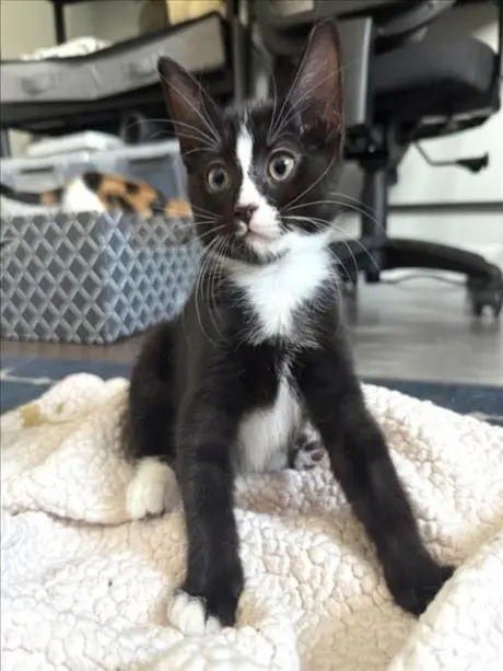 *CHOCOLATE CHIP