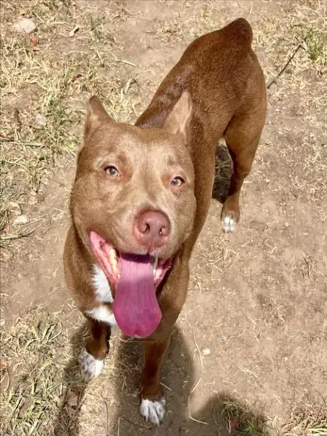PESMO