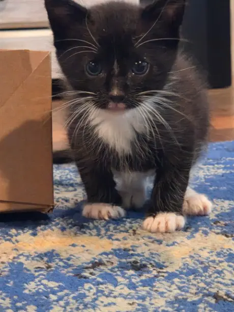 MAXIMUS