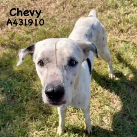CHEVY