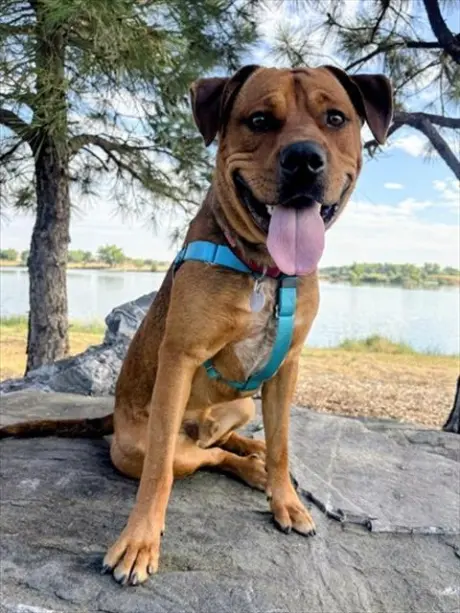 TAZ