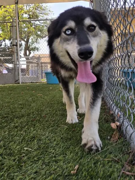 NALA