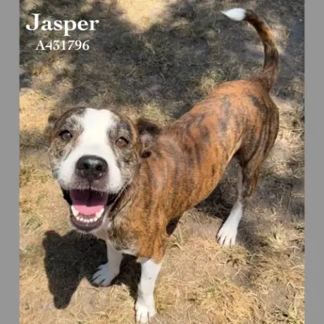 JASPER