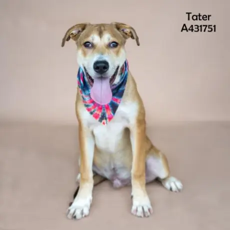 TATER