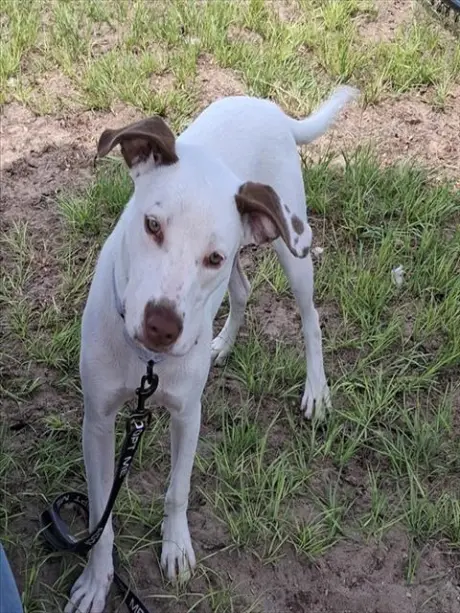 PEPA