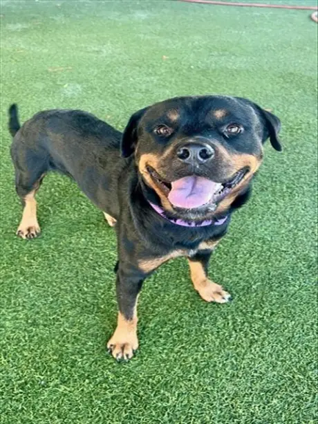 TYSON