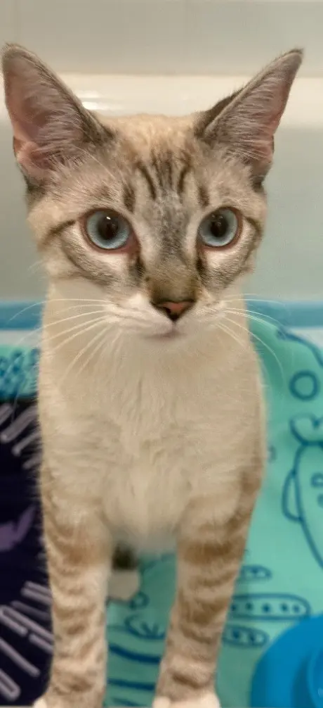 Lily Lynx