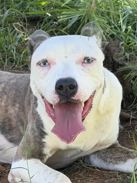 Bonnie