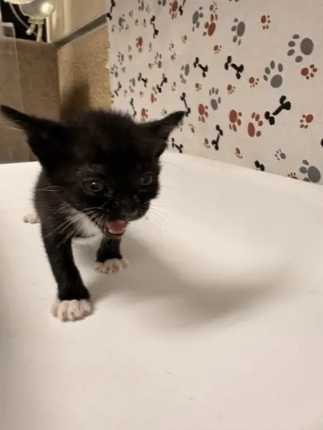 TOM