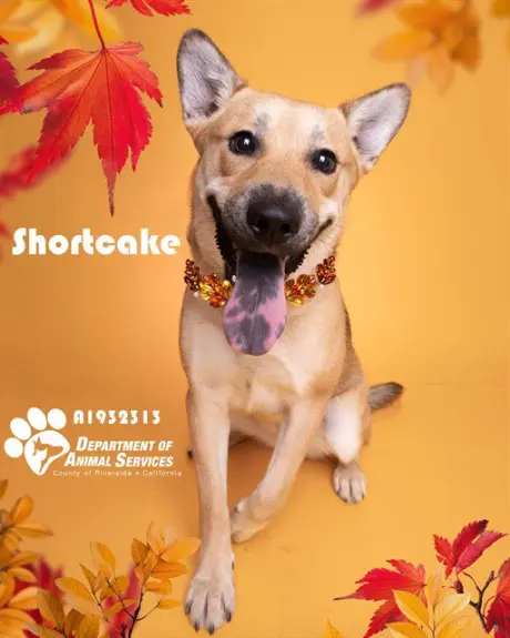 SHORTCAKE