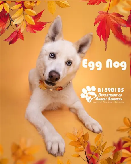 EGG NOG