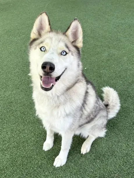 APOLLO