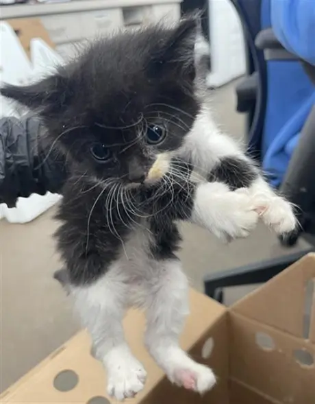 NALA