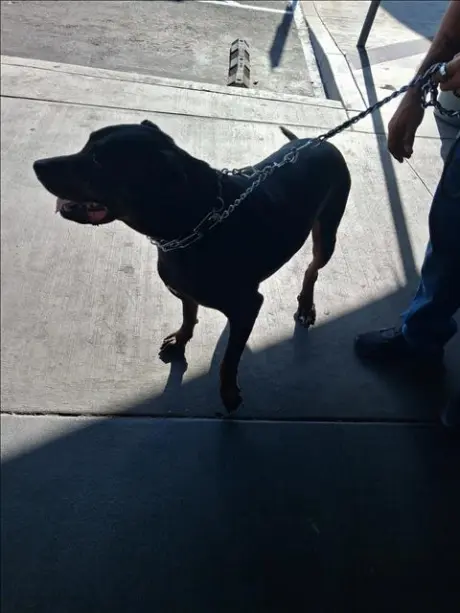 BRUNO