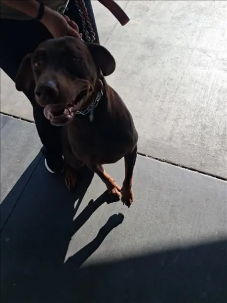 BELLA