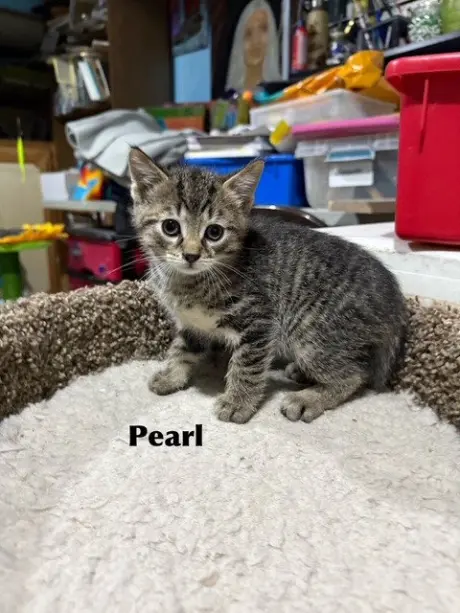 Pearl