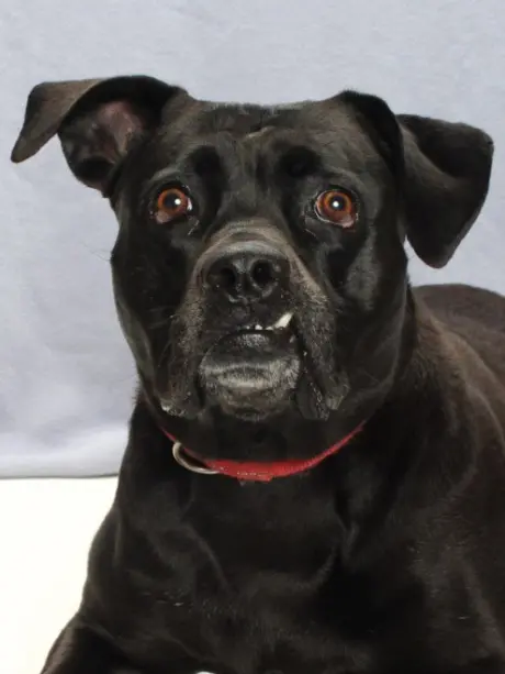 BEA