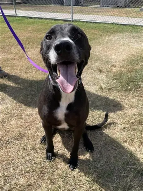 OREO