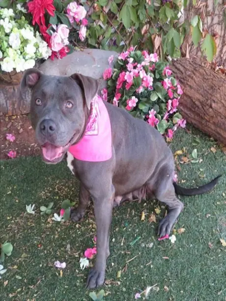ROXY