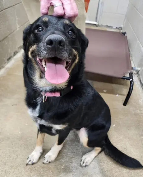 Ruby: Not at the shelter (Bethany)