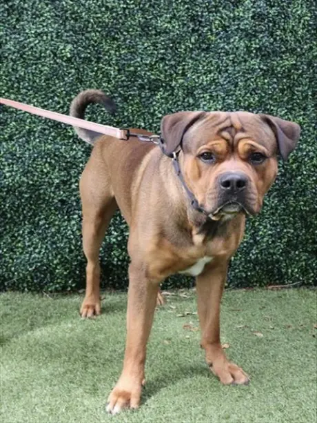 BRISKET