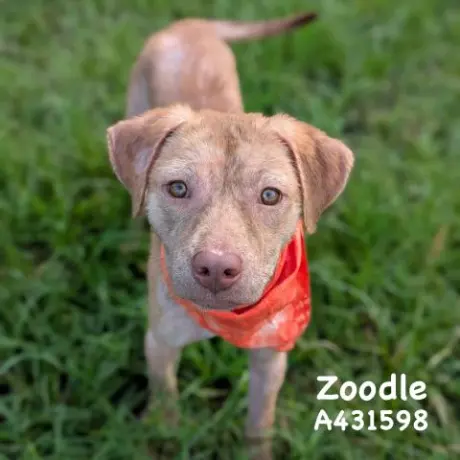 ZOODLE