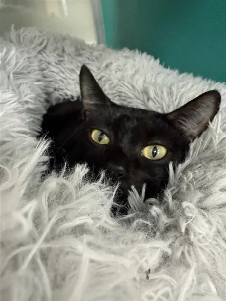 TINA