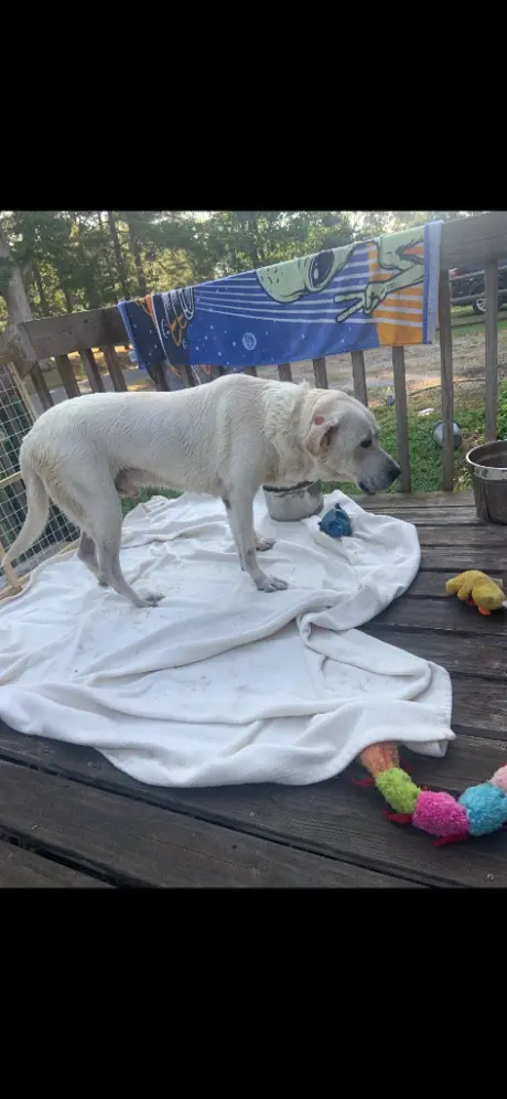 Roscoe (Courtesy Post)