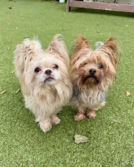 COCO