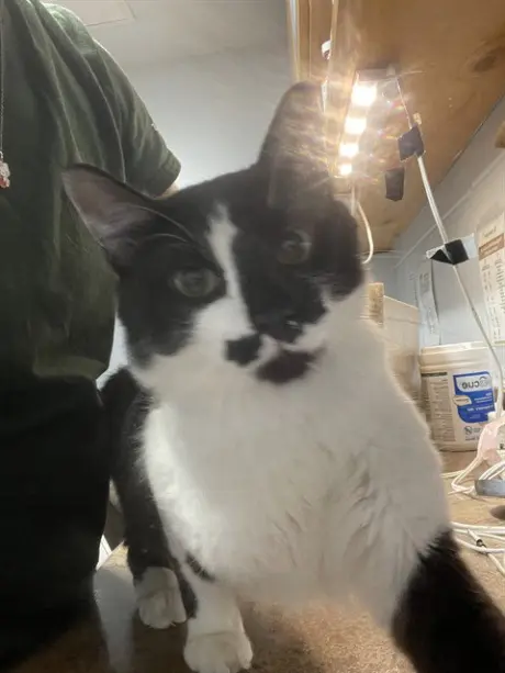 SYLVESTER