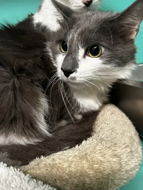 Hazel 4yrs male